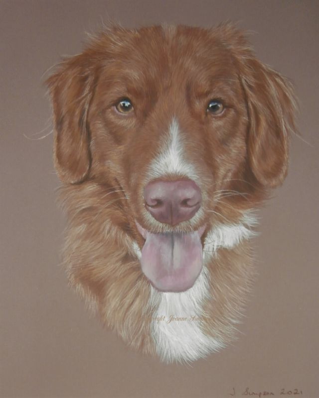 Nova Scotia Duck Tolling Retriever pet portrait